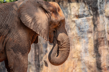 Fototapeta na wymiar elephant The big of wildlife