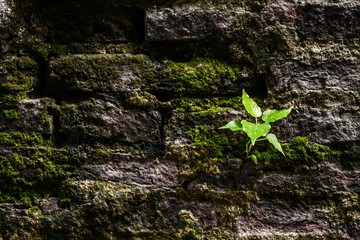 Small tree growing on old brick wall