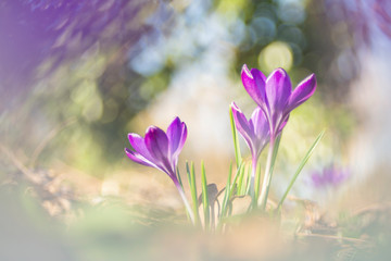 Crocuses seen through a vintage lens.