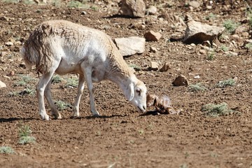 New born lamp with his mother