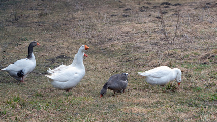 Gänse auf einer kargen Wiese im Frühjahr