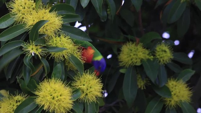 yellow native  flowers of the golden penda tree (Xanthostemon chrysanthus)&nbsp;and rainbow lorikeet  in spring early summer Gold Coast Australia Queensland