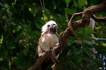 Cotton-top tamarin