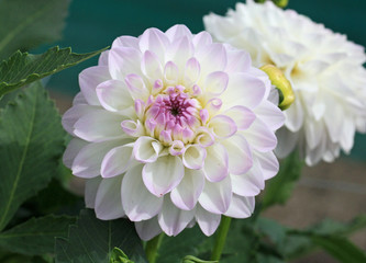 Fototapeta premium Dahlia decorative Eveline