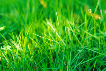 Closeup of fresh green grass. 