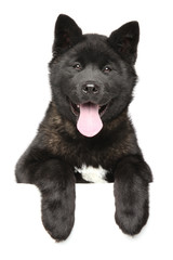 Portrait of young American Akita dog above banner