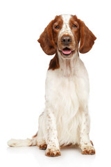 Portrait of a young Welsh Springer Spaniel dog