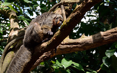 Fototapeta premium Female white-faced saki