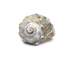 Seashell isolated on white background