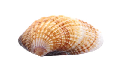 Obraz premium Seashell isolated on white background