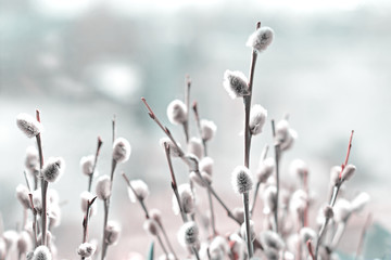 Blossoming spring pussy willow twigs © Olha Prokopchuk
