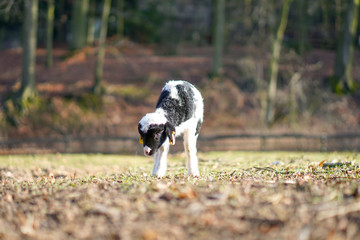 Lamm im Sonnenschein