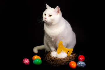 Happy Eastern for cat's friends