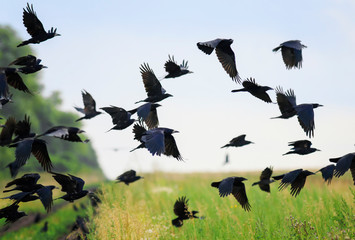 flock of black birds crows and rooks fly flock over plem in autumn against blue sky