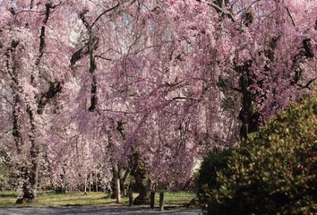 京都、二条城の枝垂れ桜です