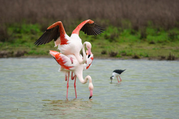 Common flamenco copulation in the Laguna de Fuente de Piedra, Malaga. Spain