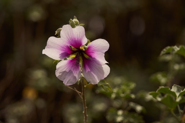 Fleur vari&eacute;t&eacute; hibiscus .