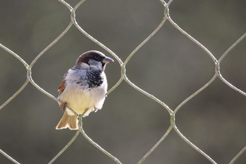 Male Sparrow Perched in a Loop of a Tall Wire Fence in Sunlight