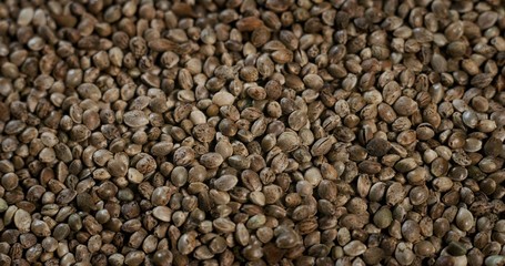 Macro close up of heap of hemp seeds of biological and ecological hemp plant use for producing herbal pharmaceutical cbd oil.