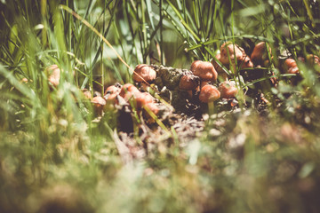 ants in anthill