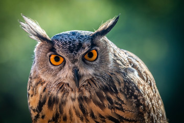 Portrait du hibou