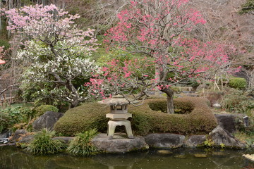 Fototapeta na wymiar A scene of the Japanese culture, Japanese style garden.
