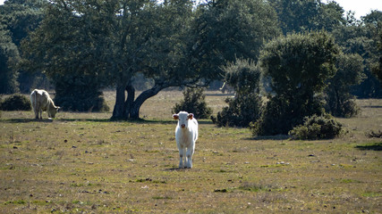 Obraz premium A herd of cows grazing in the dehesa in Salamanca (Spain). Concept of extensive organic livestock