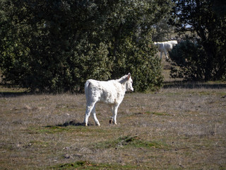 Obraz premium A calf in the dehesa in Salamanca (Spain). Concept of extensive organic livestock