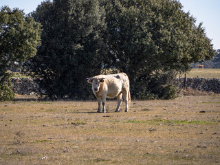 A herd of cows grazing in the dehesa in Salamanca (Spain). Concept of extensive organic livestock
