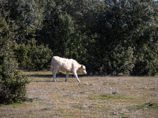 A calf in the dehesa in Salamanca (Spain). Concept of extensive organic livestock