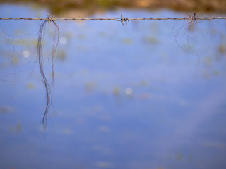 Abstract background. Animal hair on a rusty barbed wire
