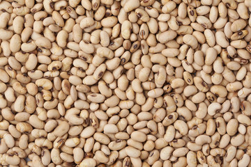 soybeans background texture