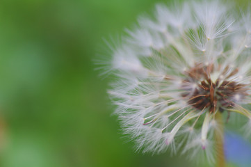 Close-up of ripe dandelion seeds ready to fly. Soft focus
