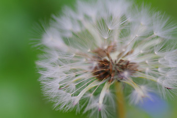 Close-up of ripe dandelion seeds ready to fly. Soft focus