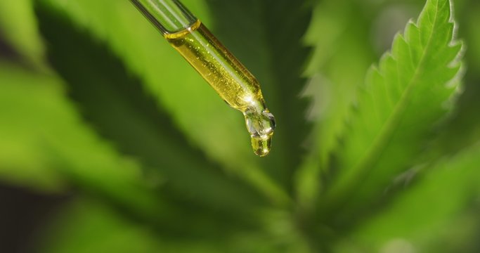 Macro close up of droplet dosing a biological and ecological hemp plant herbal pharmaceutical cbd oil.