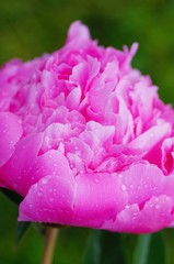 close up water drop on petal of the peony blossom. fresh bright blooming pink peonies flowers with dew drops on petals. soft focus
