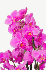 orchid branch with violet flowers isolated on white background
