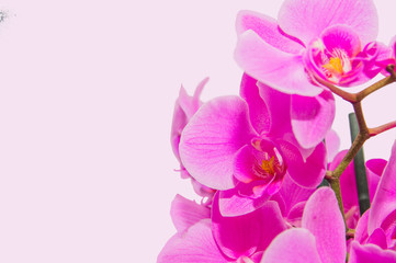 orchid branch with violet flowers isolated