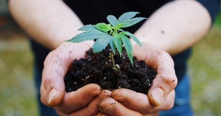 Close up of agronome hands keeping a sprout of biological and ecological hemp plants used for...