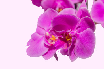 Fototapeta na wymiar orchid branch with violet flowers isolated