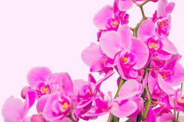 Naklejka na ściany i meble orchid branch with violet flowers isolated