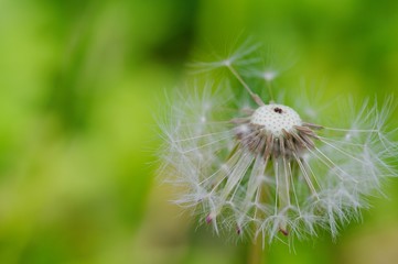 Obraz premium Close-up of ripe dandelion seeds ready to fly. Soft focus