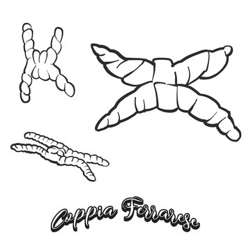 Hand drawn sketch of Coppia Ferrarese bread