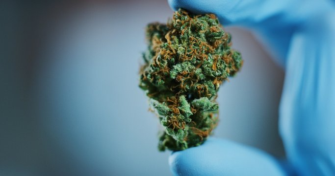 Macro close up of biological and ecological hemp plant used for herbal pharmaceutical cbd oil checked and analized by a scientist in a laboratory. 