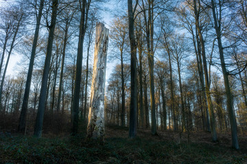 Withered tree in the Sonian forest in Belgium