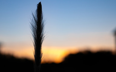 Grass reed silhouette 