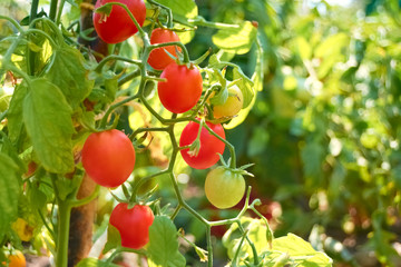 cherry tomatoes in the bush