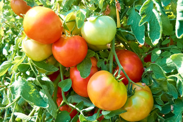 tomatoes in the bush