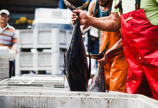 Tuna fish getting ready to be discharged in the docks of the Azores