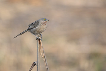 Striated babbler